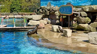 Sea lion [ Chessington Zoo ]