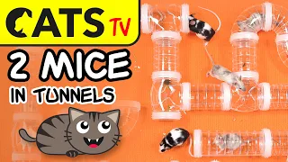 GAME FOR CATS - 2 real MICE 🐭 in tunnels 😻 4K 🔴 CATS TV [3 HOURS]