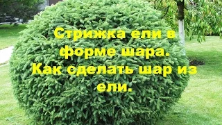 ЕЛЬ. Стрижка ели в форме шара. Как сделать шар из ели