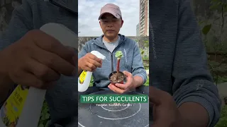 Tips for succulents | 多肉植物| 다육이들 | Suculentas