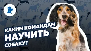 Каким командам научить собаку? Список команд для собак.