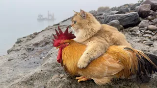 So funny and cute😂! Brother Cat took the rooster to see this wonderful world!like cartoons. happy！