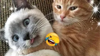 Funniest Animals 2023 😅 New Funny Cats and Dogs Videos 😹🐶 Part25