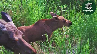 Momma Moose and Little Twin Bull Calves! Adorable! | MooseMan Video Photography Calendar