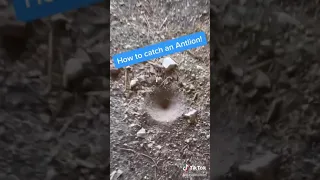 How to Catch an Antlion