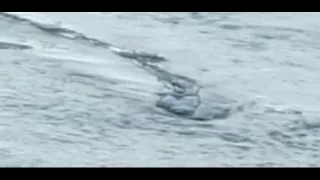 The Iceland Worm Monster (Lagarfljóts Worm) Caught on Camera