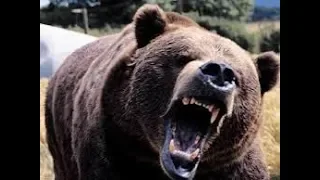 Top Russian Bear Hunt