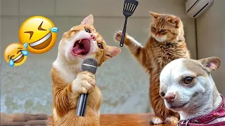 Funny ANIMALS videos😹 Funniest CATS🐈 and DOGS🐕 2024