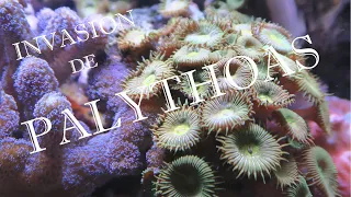 📣📣 Vlog Acuario 1| Tengo una plaga de Palythoas en el acuario marino