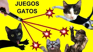 Juegos para gatos con Luna y Estrella y los gatitos en la casa / Videos de animales graciosos