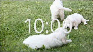 10 Minute Timer with Relaxing Music: Puppy Theme