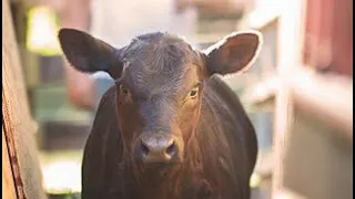 Weaning Calves off the cows