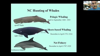 Whales in North Carolina
