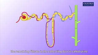 Animation E1, 1.1 Ultrafiltration and reabsorption