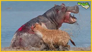 Aghast! Bloodthirsty Hyenas Compete To Eat Hippo Alive | Wild Animal