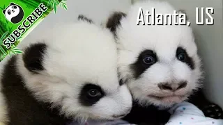 Chinese New Year Special: U.S. Atlanta Zoo | iPanda