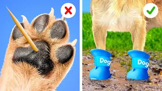 Life of Rich VS Poor Pets *Viral Gadgets and DIY on TikTok*