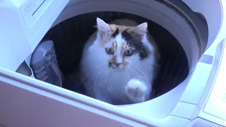 洗濯機で暖をとろうとしたミーコ Miko tried to keep warm in the washing machine.