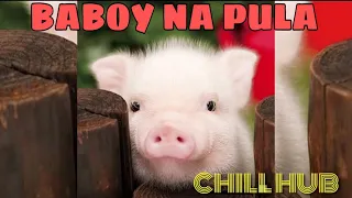 BABOY NA PULA with LYRICS | MANOK NA PULA PARODY