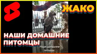 КАКАДУ АЛЬБА ИГРАЕТ с ребенком, Большой белый попугай, наши домашние питомцы