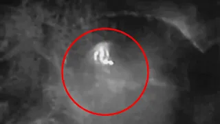 Top 6 Mysterious Cryptid Videos You've Never Seen