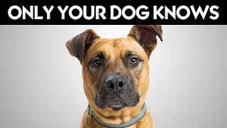 9 Secrets Your Dog Knows About You