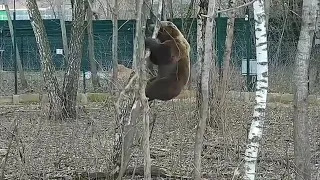 Почесался, поиграл, заломал берёзку. Медведь Мансур💖