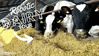 Milking 210 cows with ROBOTS!