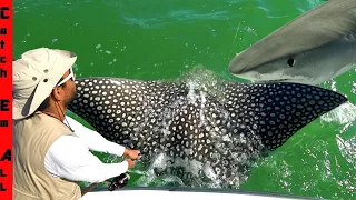 RARE GIANT STINGRAYS and SHARKS KILL our FISHING TRIP!