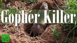 Learn the Easiest Way to Kill Gophers with Traps.