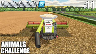 CANOLA Harvest and LOAD with CLAAS LEXION | ANIMALS Challenge | Farming Simulator 22