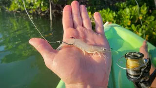 KAYAK Fishing the Mangroves with Shrimp! (Florida Keys Fishing)