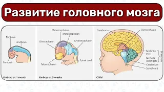 Развитие нервной системы: развитие головного мозга, мозговые пузыри эмбриология, анатомия ЦНС