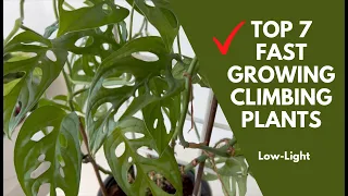 Top 7 Fast Growing Climbing Houseplants for Medium to Low Light Spaces