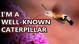 Hummingbird Moth facts: also known as hawk moths | Animal Fact Files