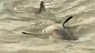 Santa Cruz Surfers Ignore Shark Warning