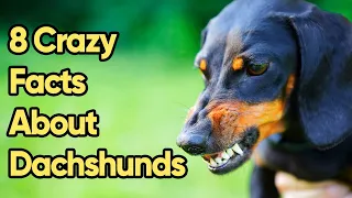 8 Crazy Facts About Dachshunds You Need To Know