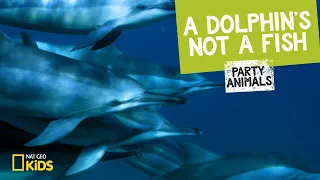 A Dolphin's Not a Fish | Party Animals