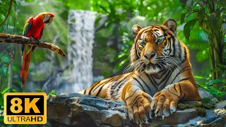 Wild Adventures 8K ULTRA HD - Relaxing Scenic Film With Soft Music