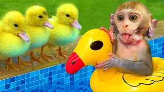 Monkey Baby Bon Bon Plays With Colorful Balloons and Swims With Ducklings In The Pool on Playground