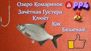 Озеро Комариное • Густера • Уловистая точка • РР4 • Русская рыбалка 4 • 2023 год