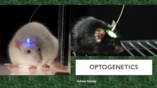 Optogenetics