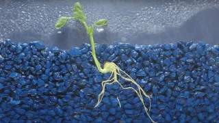 Time Lapse of Pea Shoot / Root Growth (1080P)