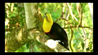 Tucán / Toucan / 巨嘴鳥 Jù zuǐ niǎo