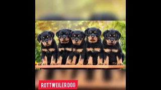 Rottweiler's  life journey ( puppy to adult )😍