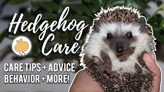 Hedgehog Owner Care Tips! | Pet Hedgehog Care Guide