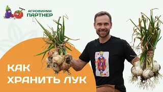 Когда собирать лук и как его правильно хранить.  #огород #лук