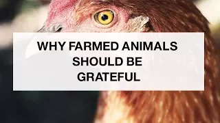 Why Farmed Animals Should be Grateful