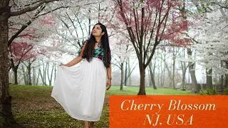 Cherry Blossom| Branch Brook Park| NJ|USA