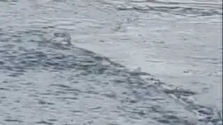 Lake monster seen in Iceland Original HQ uncut version